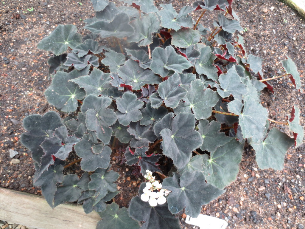 B. ‘Oxy’